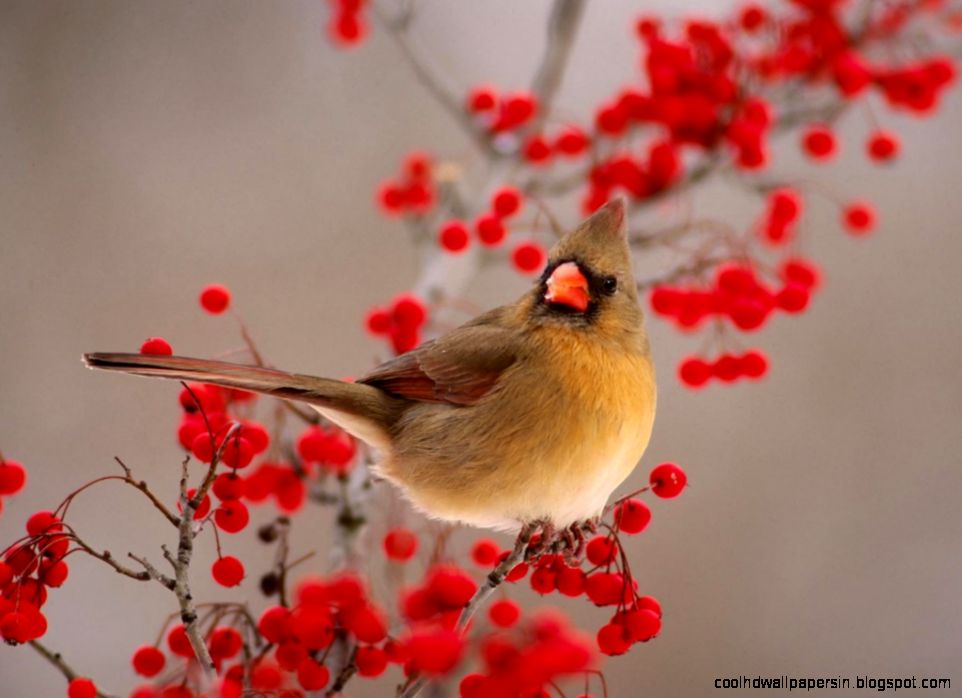Birds Desktop Wallpapers Wallpaper Cave Birds Desktop Wallpapers Wallpaper Cave
