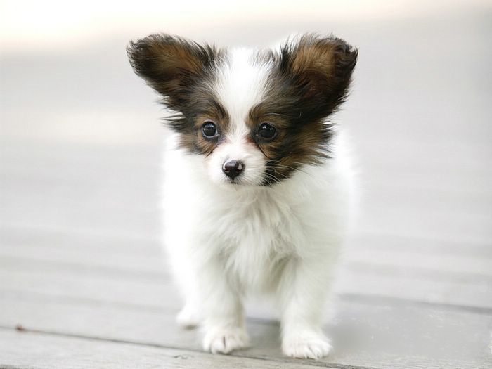 papillon puppies puppy pictures 007 papillon puppies puppy pictures 007