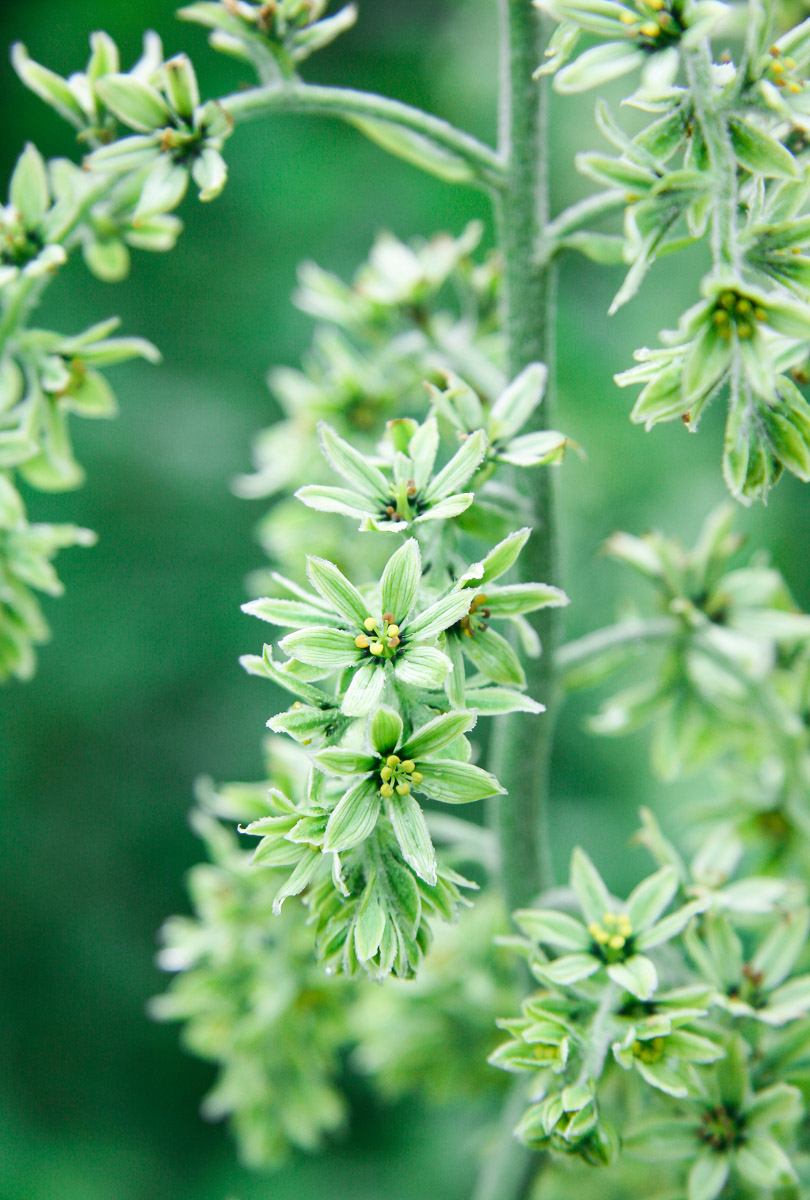 Rotary Botanical Gardens Hort Blog Consider Caryopteris