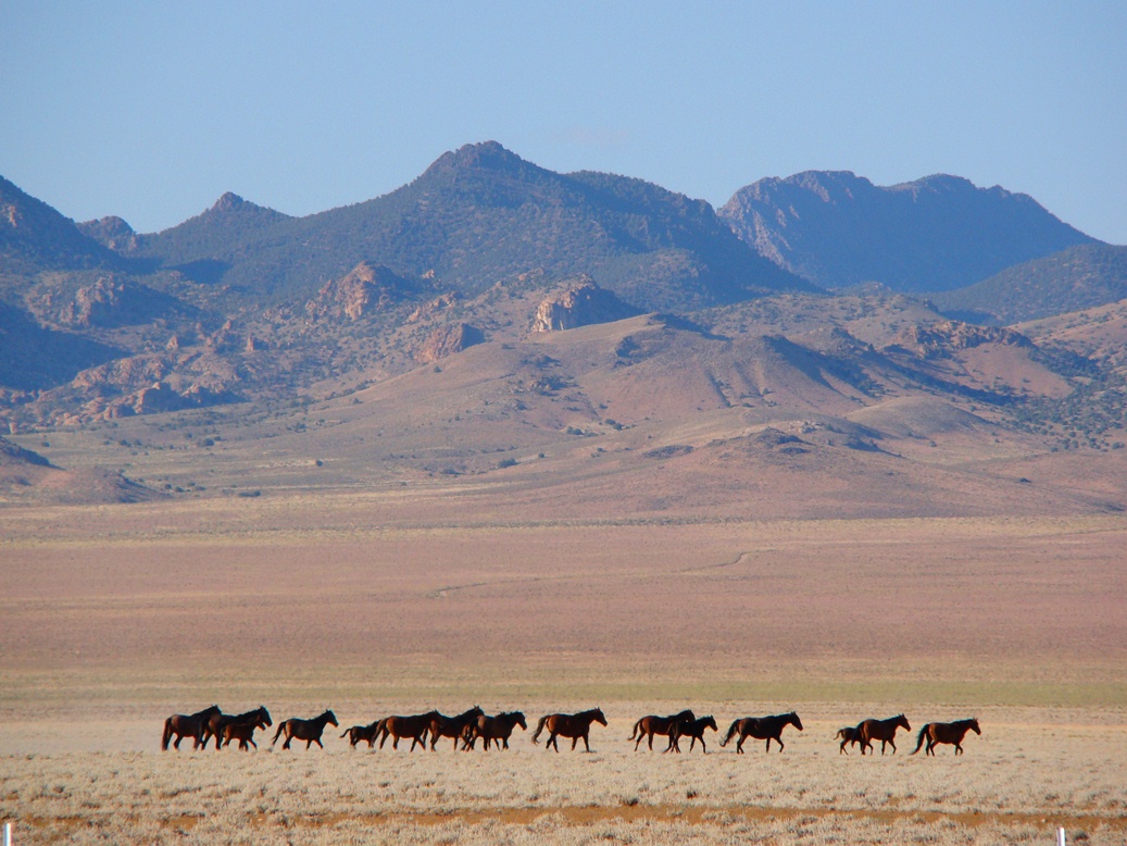 DSC07004+Horses+near+Tonopah.jpg