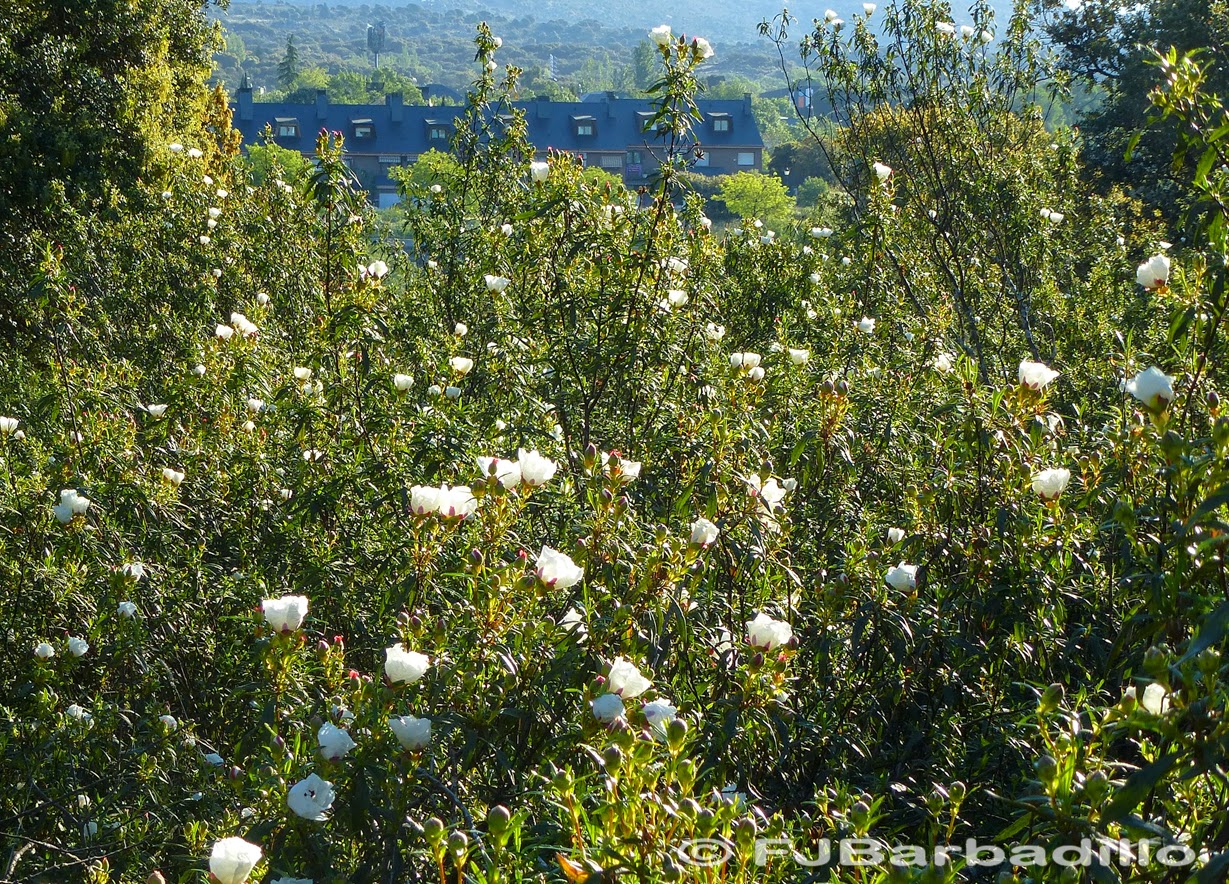 El último rincón EL MATORRAL EXCLUYENTE jaras y ládano