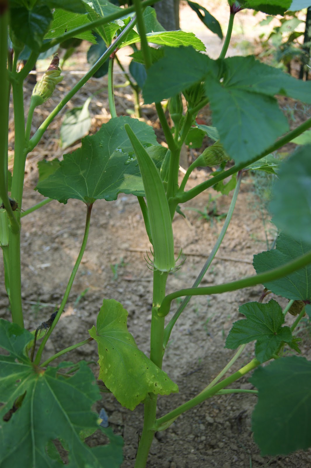 Spicy Pickled Okra no canning required The Kitchen is My Playground