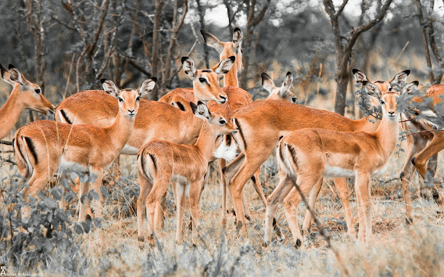 Wallpaper Herd of Deer