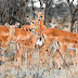 Wallpaper Herd of Deer
