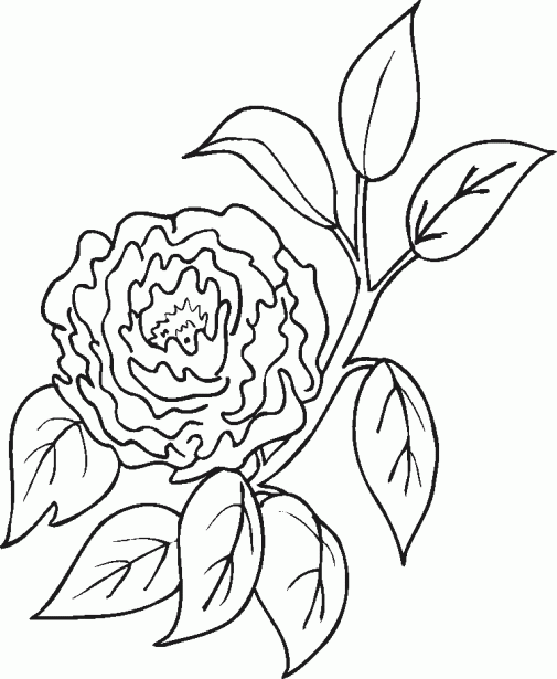 Pintar rosas - Imagui