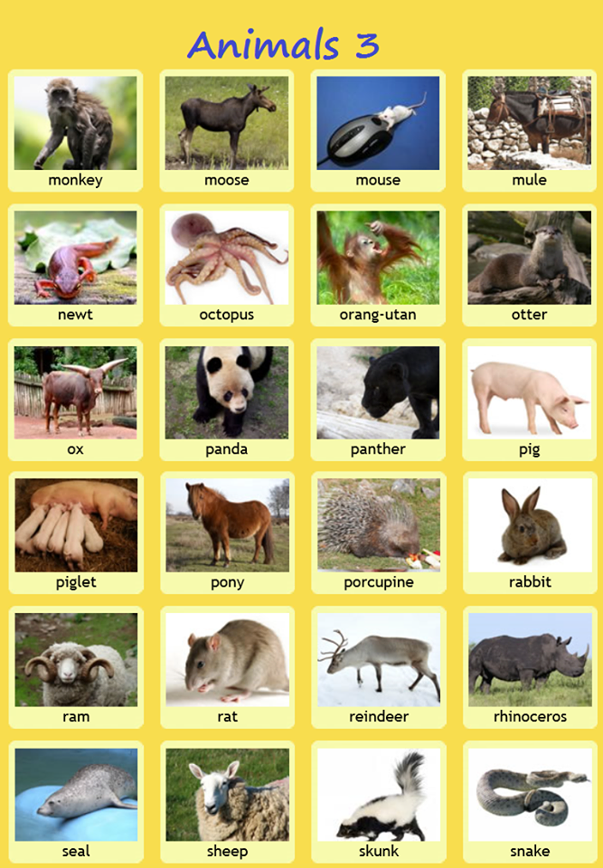 English In Jerez: Language snippets - More animals