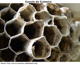 Casulo de Colmeia