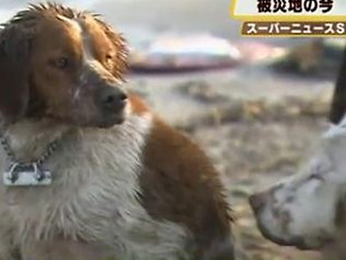 Avellino Kennel July 2012