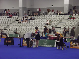 Australian Shepherd Maggie in Lamego dog show