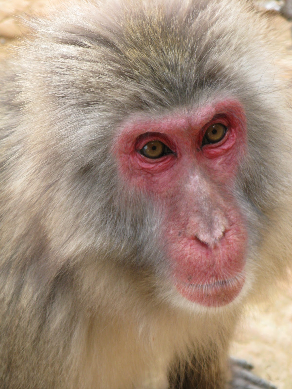 Why monkeys make you thinner... - Victoria Times Colonist