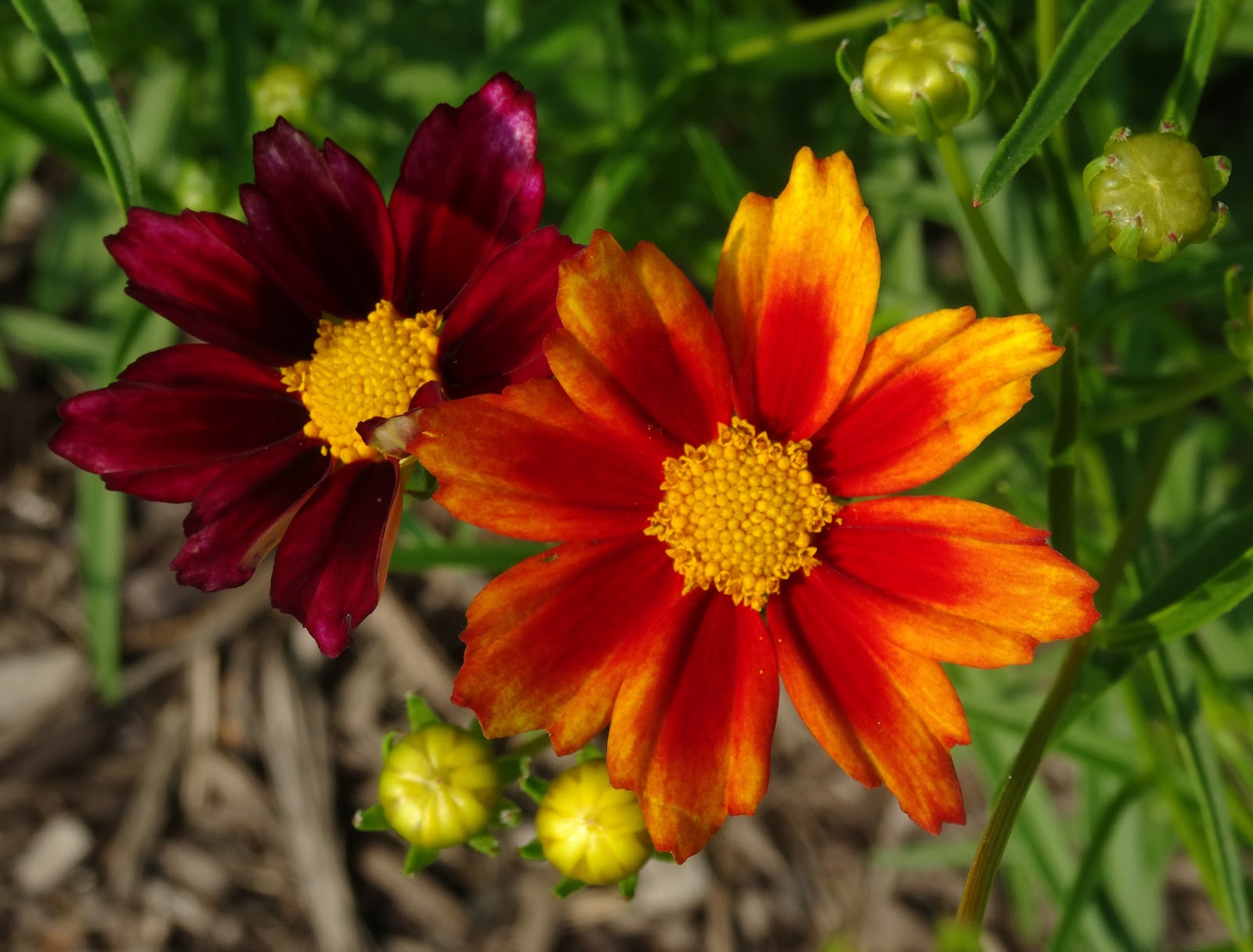 Love, Joy and Peas Shasta Daisies, Coreopsis, Sweet Peas, Marigold and Echinacea Flowers