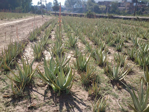 ALOE VERA CULTIVATION