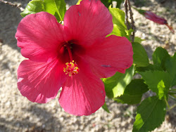 Happy Hibiscus