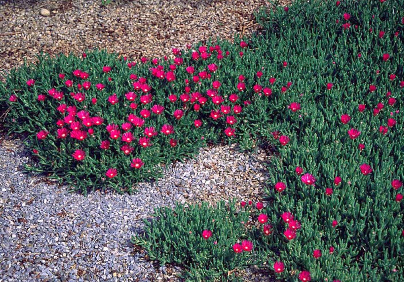 Beechwood Landscape Architecture and Construction Ice Plant (Delosperma Cooperi) Featured Plant
