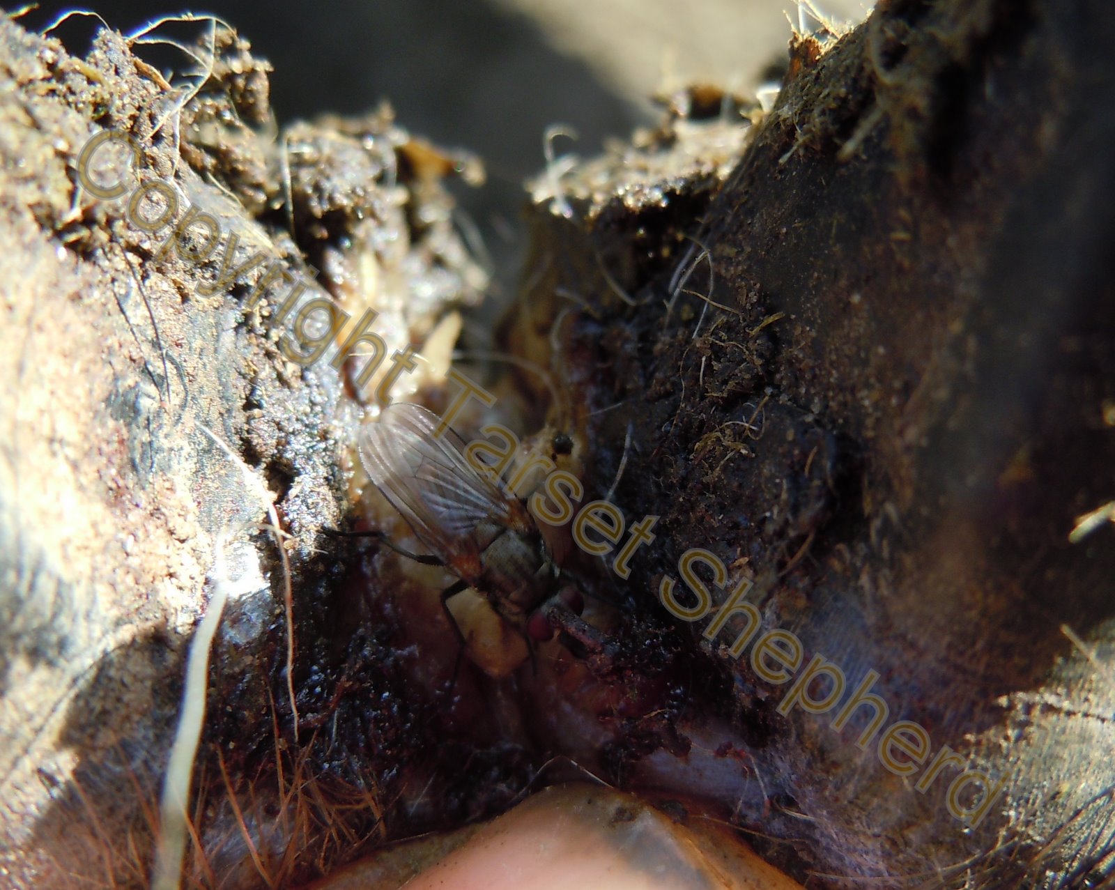 Shepherd's blog maggoty feet