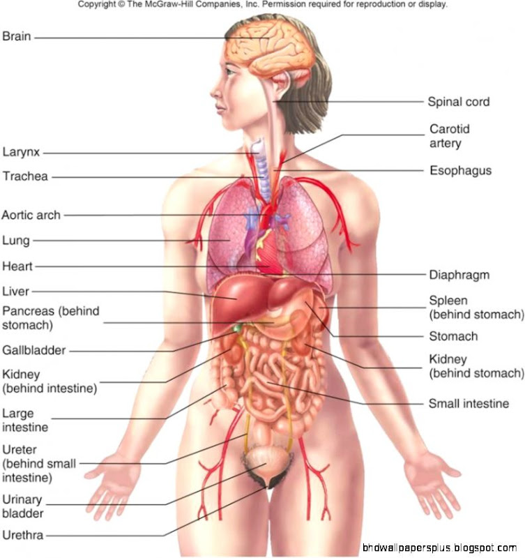 Human anatomy organs no 1182 Learning Using Organs of the Body Human anatomy organs no 1182 Learning Using Organs of the Body