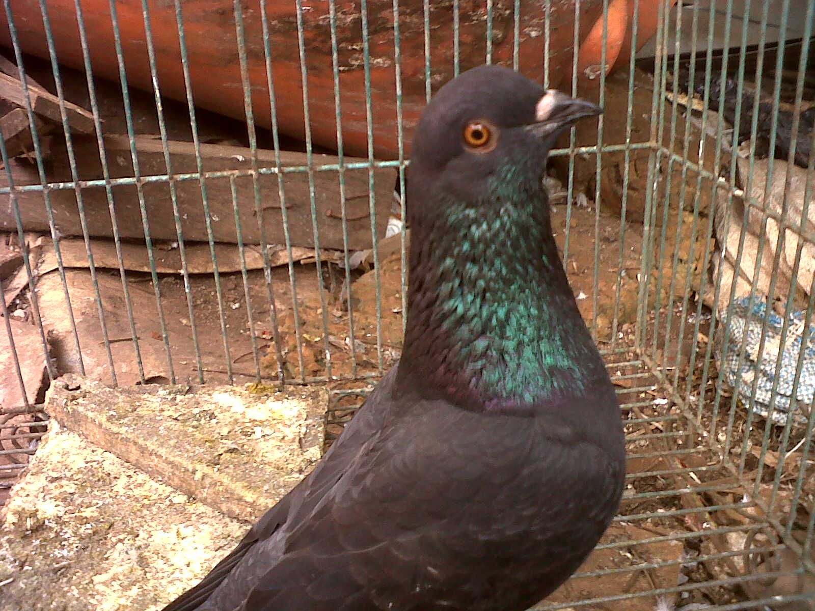 Burung Merpati Dara Tinggian