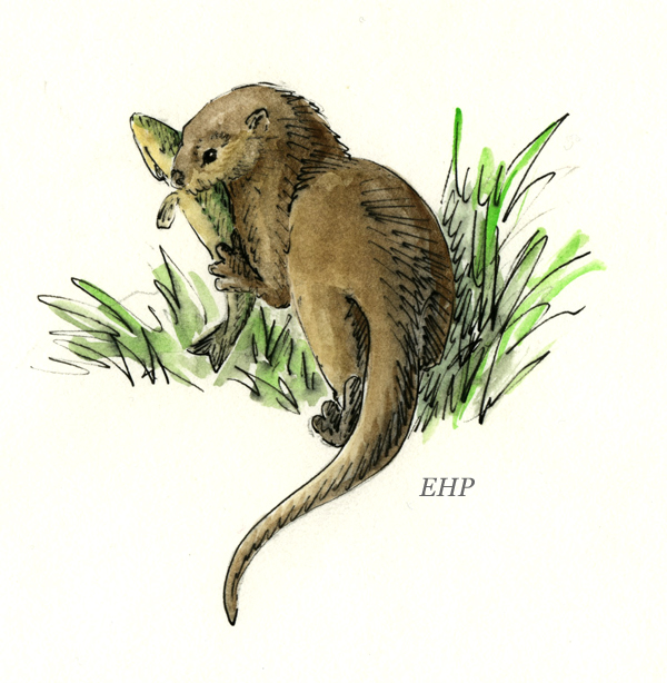 Elva's Field Notes Cut the Willow Switch!