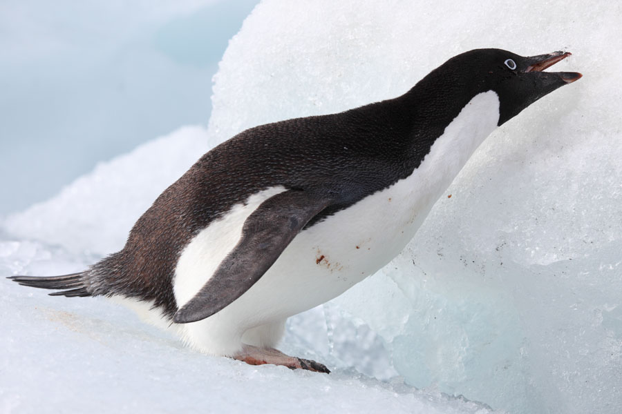 Adelia Penguin Basic Facts & Photos | Animals Lover
