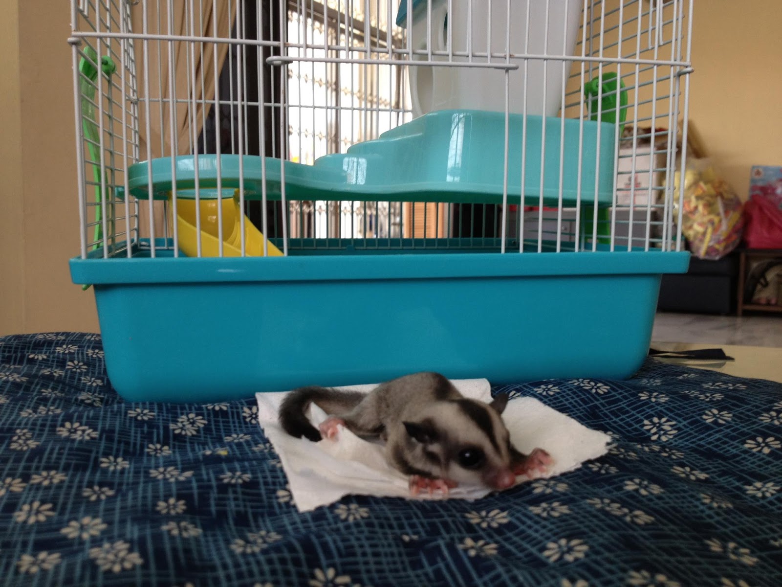 Sugar Glider Sugar Glider New Home