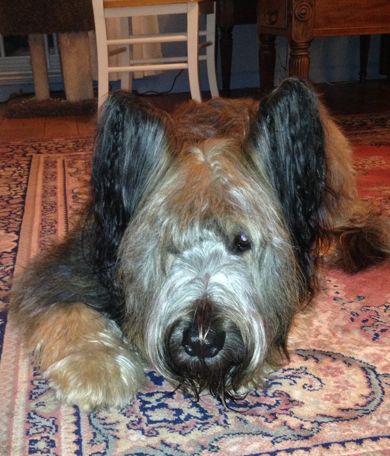 Life With Nana Grooming The Briard