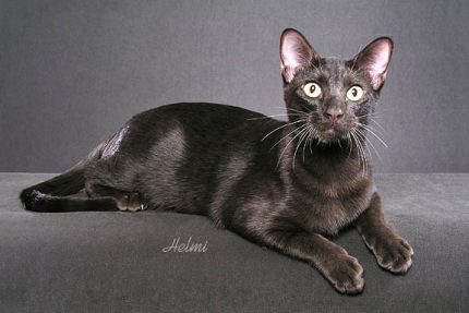 Cute Cat Cat Breeds Havana Brown Cat