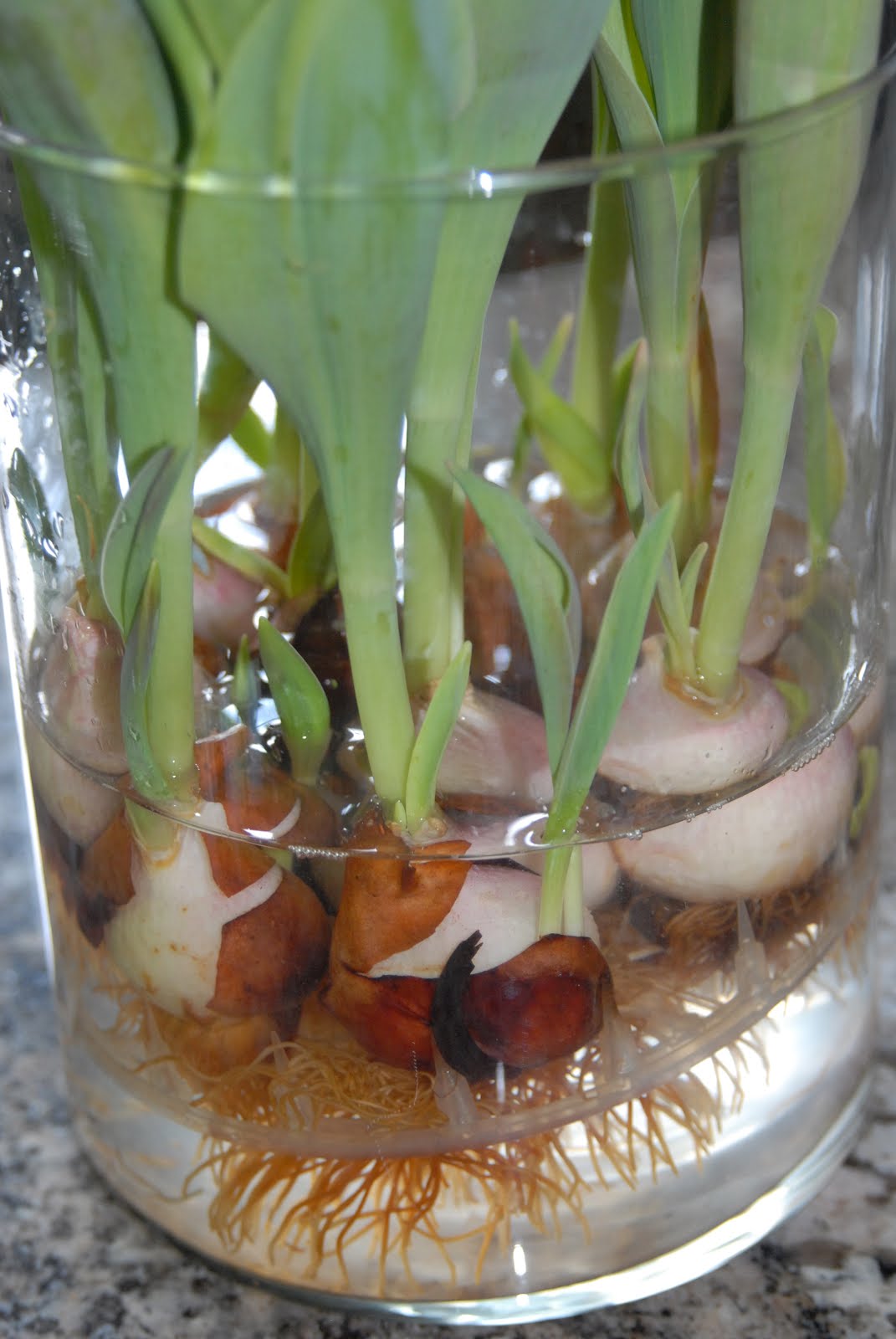 RUE MOUFFETARD TULIPS!!!.....and a Happy Easter