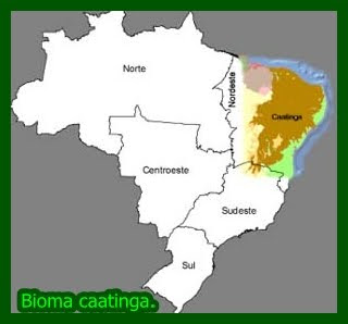 Bioma caatinga.