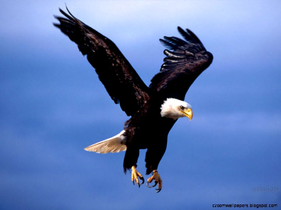 Eagle Bird Animal Wallpaper Android 329 2470 Wallpaper High Eagle Bird Animal Wallpaper Android 329 2470 Wallpaper High