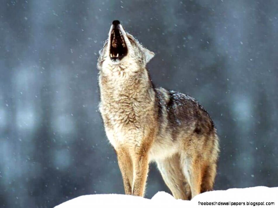 Wolf Howling Wolf Howling