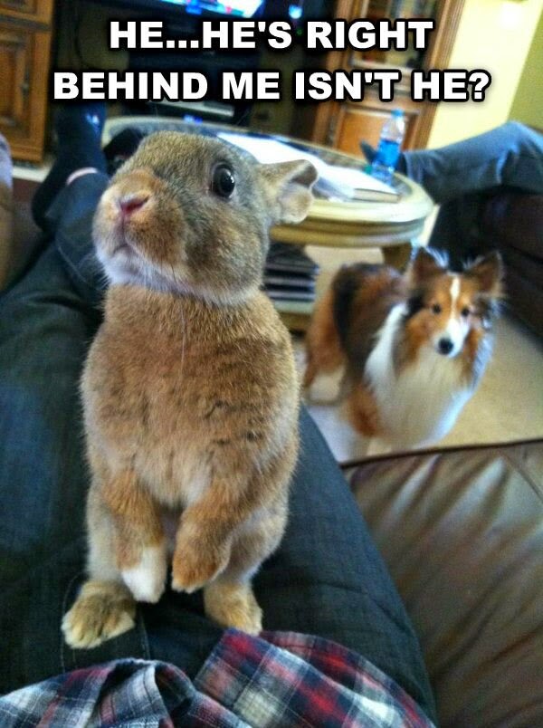 30 Funny animal captions part 21 (30 pics) Amazing Creatures