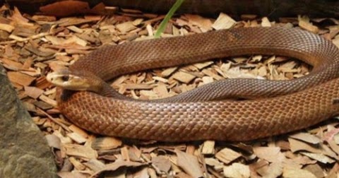 taipan snake