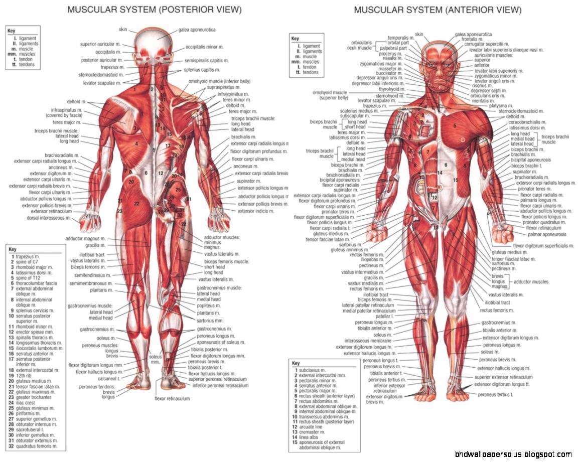Human Muscle Anatomy – How Many Muscles Do You Know Of Human Muscle Anatomy – How Many Muscles Do You Know Of