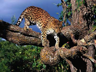 Tree_Climber_Amur_Leopard