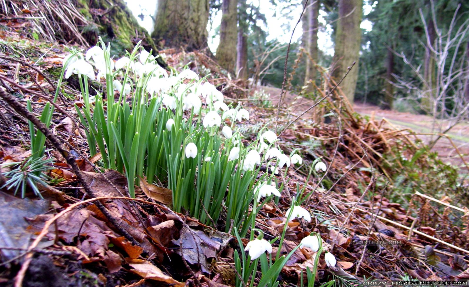 Early Spring wallpapers 2 Crazy Frankenstein Early Spring wallpapers 2 Crazy Frankenstein