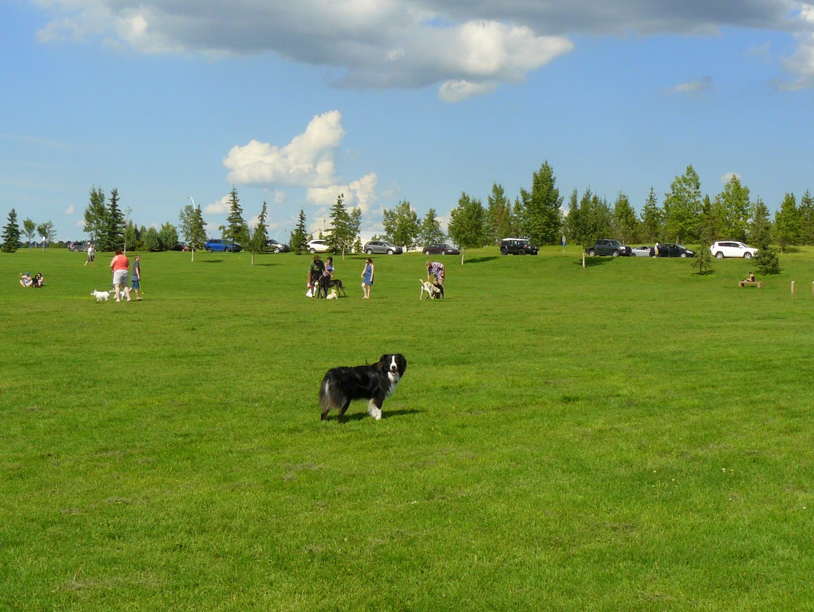 6 Best Edmonton Dog Parks Mobile Vet & Housecall Services in Calgary