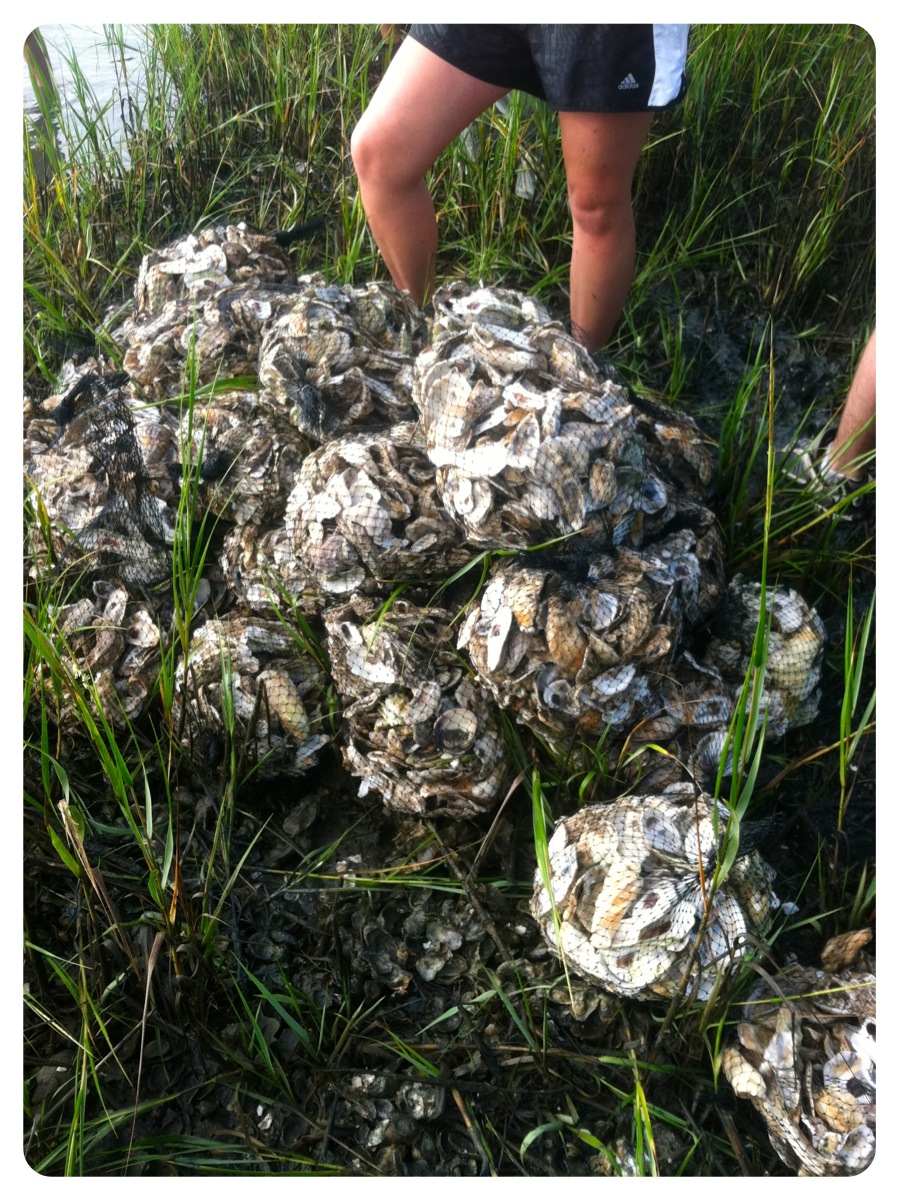 Building an Oyster Reef │fishsmith3's Blog