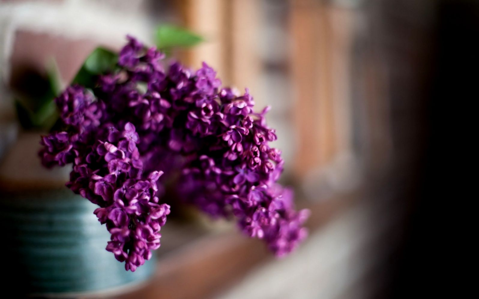 lilac flowers macro close up hd wallpaper lilac flowers macro close up hd wallpaper