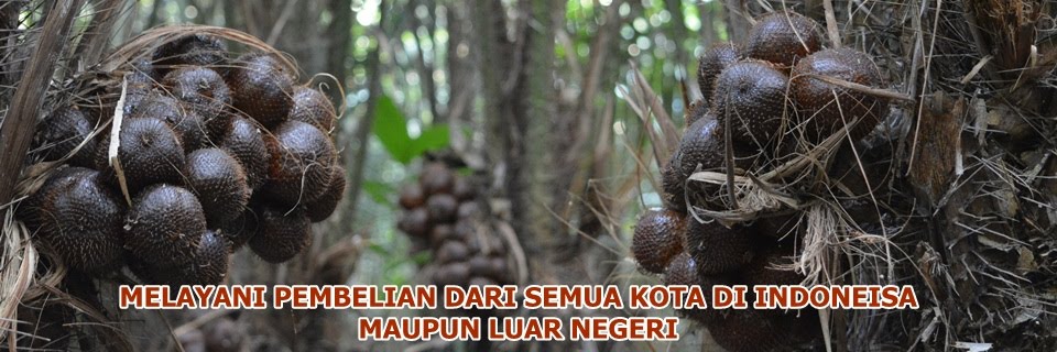 Jual Bibit Salak Pondoh, Bibit Salak Madu, Bibit Salak Jantan