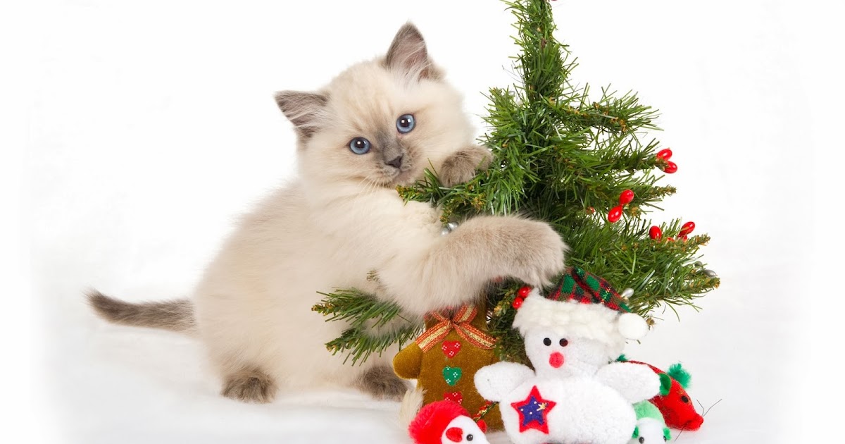 Cute Cats Christmas HD Wallpapers - HD Wallpapers Blog