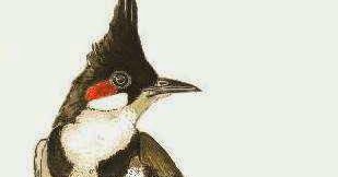 Singing Bird Collection Pycnonotus Jocosus