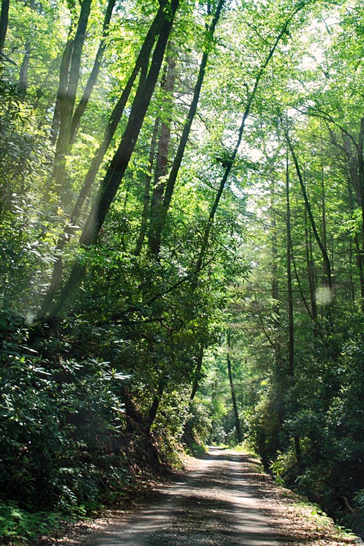 JOYFUL REFLECTIONS Parson Branch Road in the SmokiesPart I