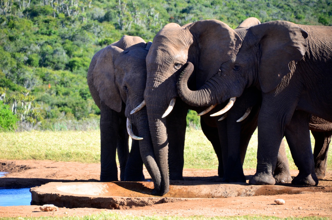 Addo Elephant Park