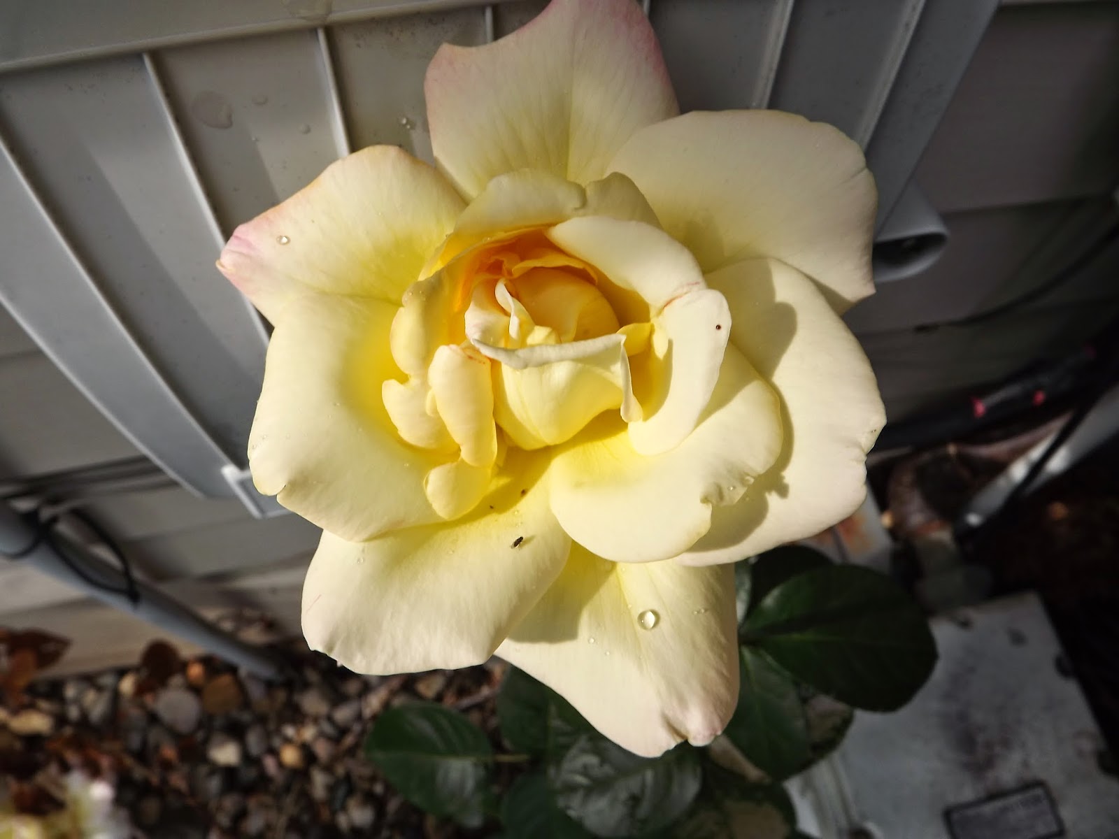 Michigan Gardener Flowers Blooming in the Garden June 24th