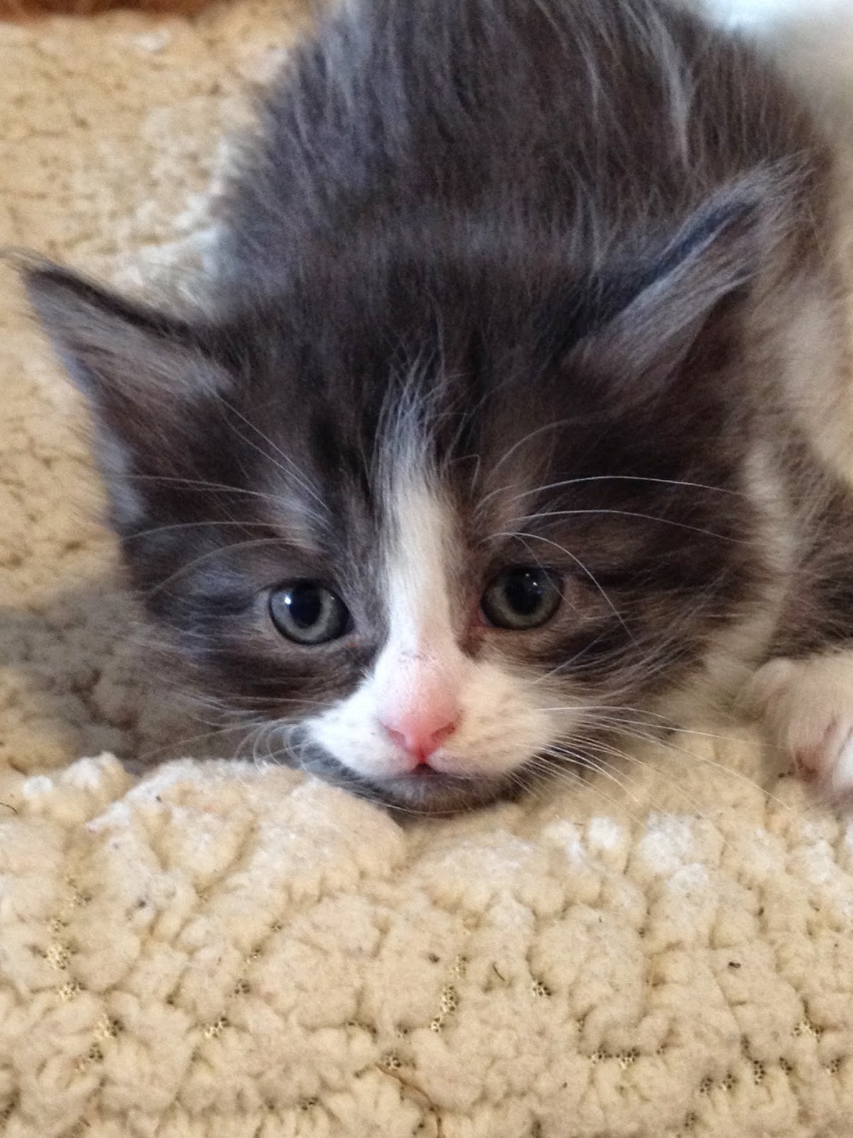 siberian kittens available now