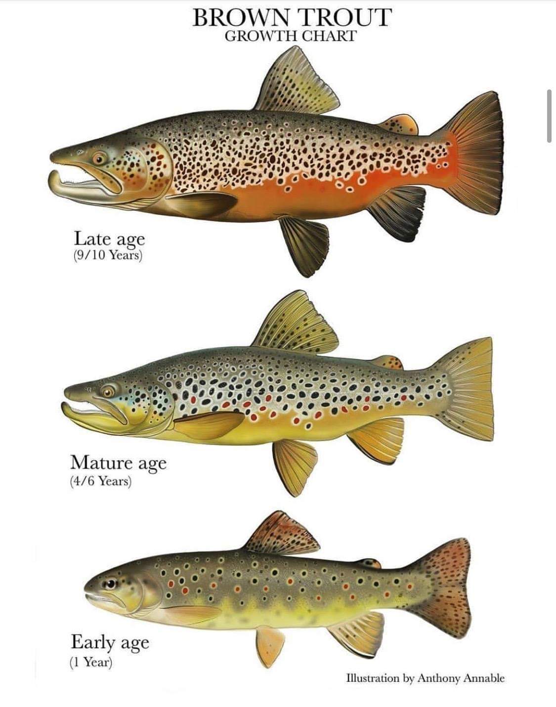 Know Your Brown Trout