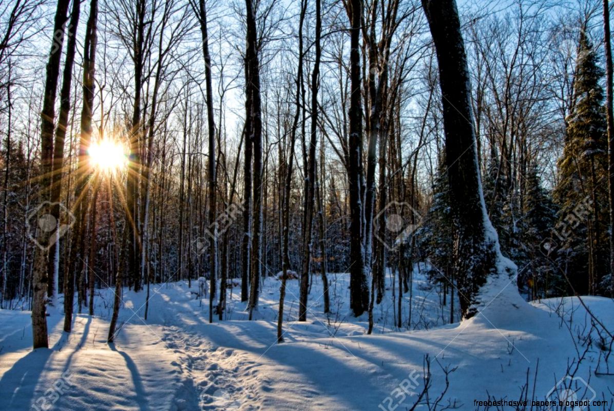 Winter Forest In Morning Light Stock Photo Picture And Royalty Winter Forest In Morning Light Stock Photo Picture And Royalty