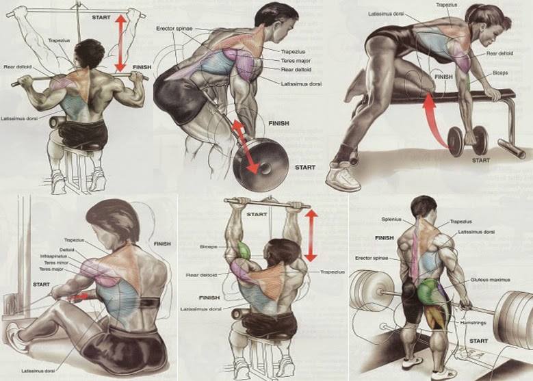Gaining Muscle Fast How To Build A Massive Back Bodydulding