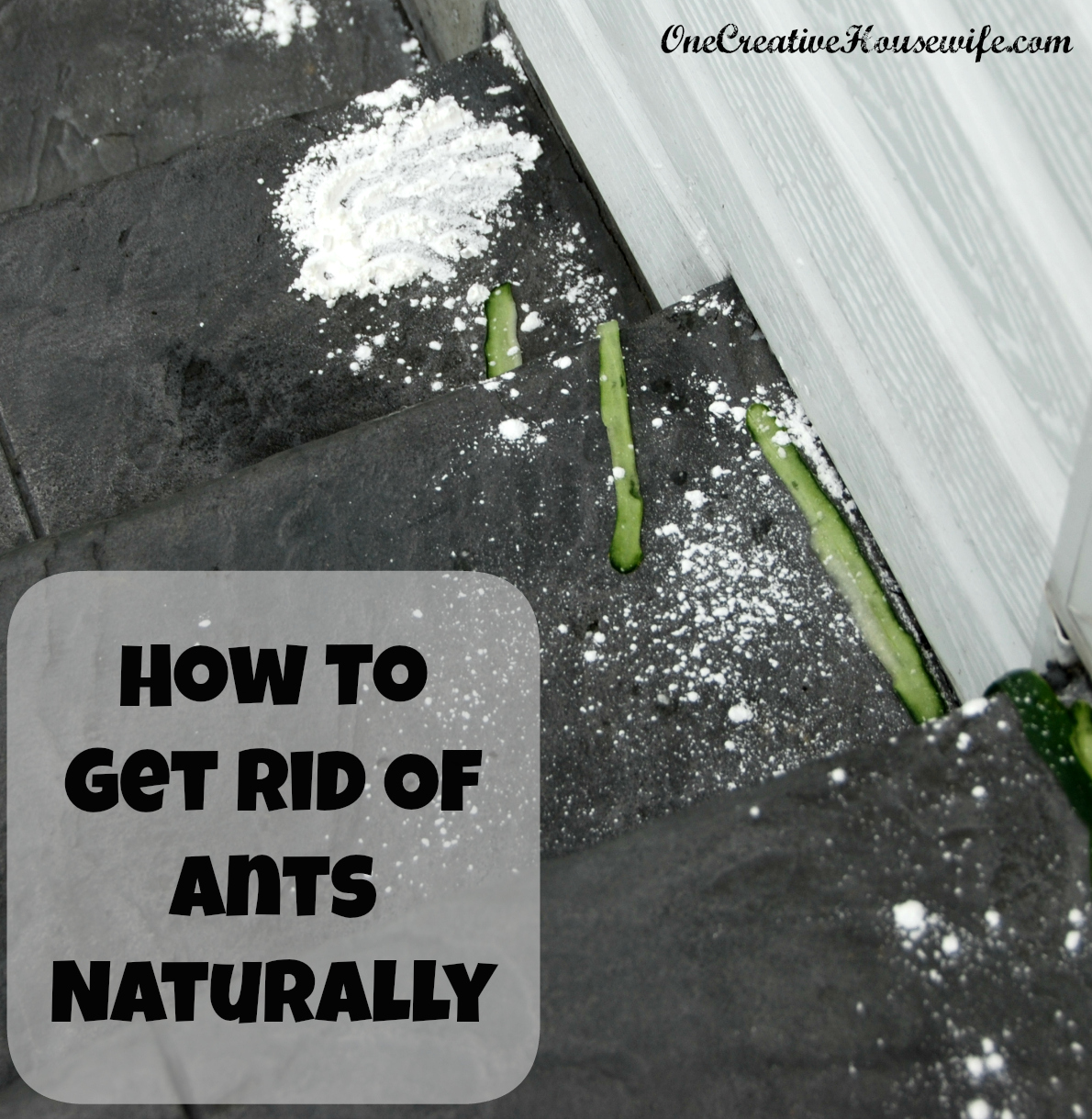 Home remedy for house fly infestation, wood burrowing bees florida, how