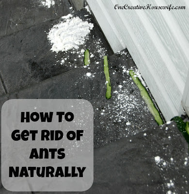 Natural Way To Get Rid Of Ants On Patio Natural Way To Get Rid Of Ants On Patio